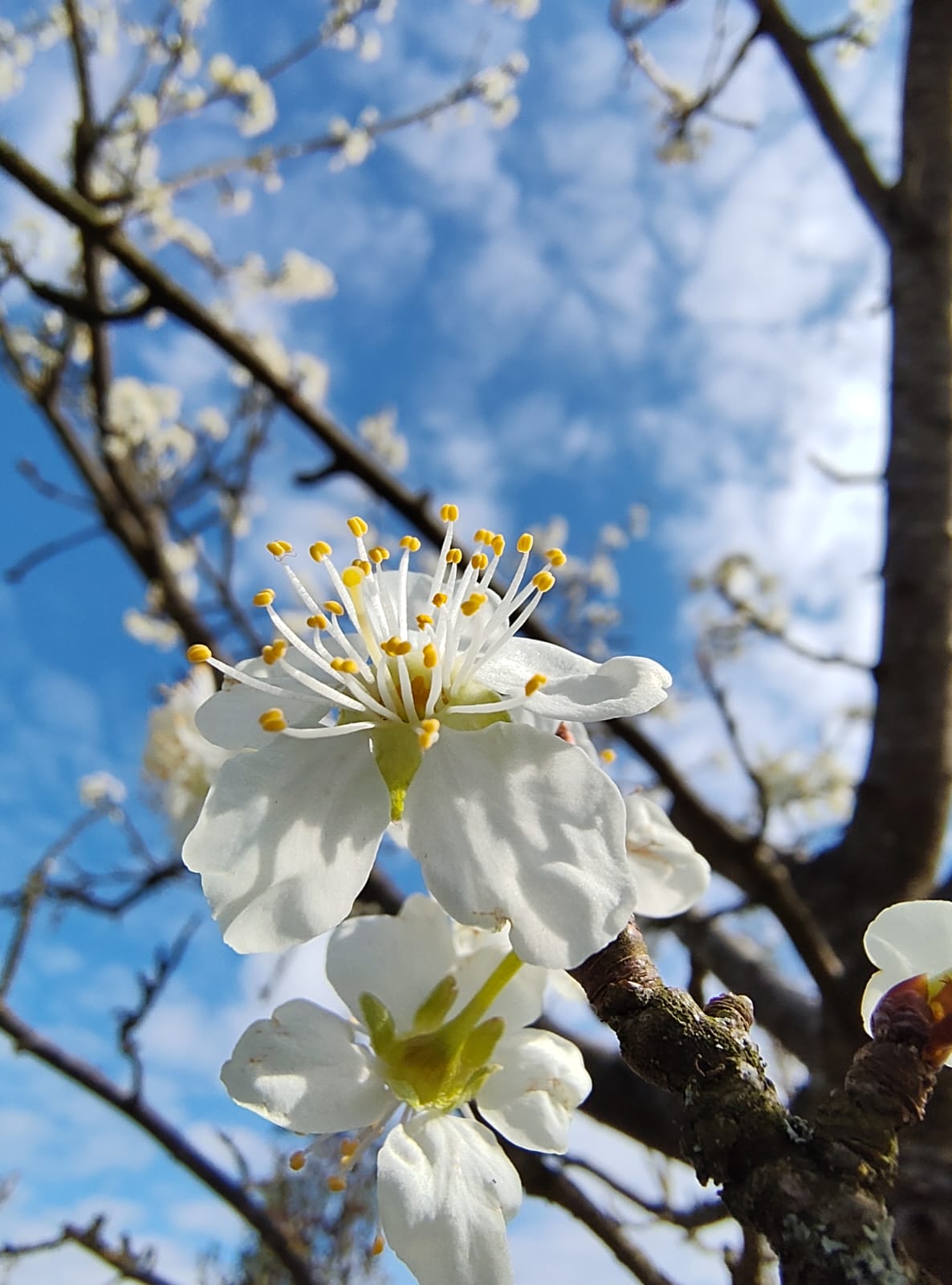 Pruimenboom 'Victoria' | Hoogstam