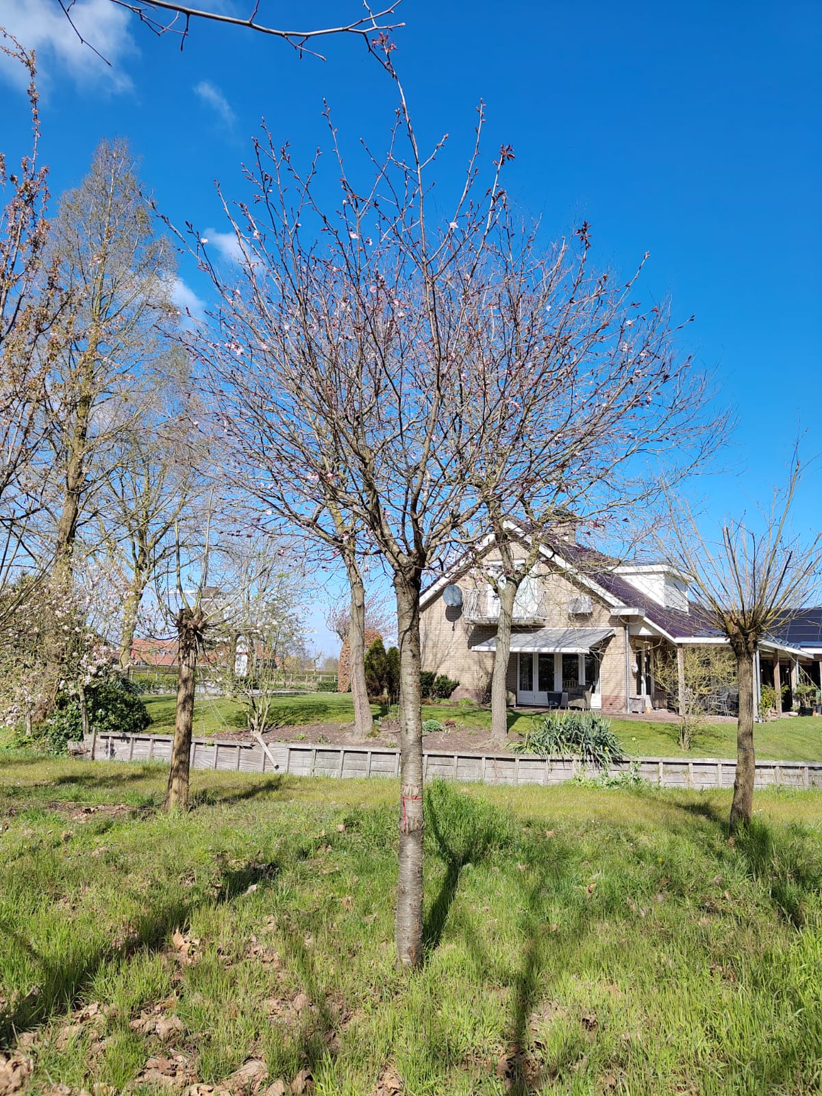 Japanse sierkers 'Sargent' | Op stam