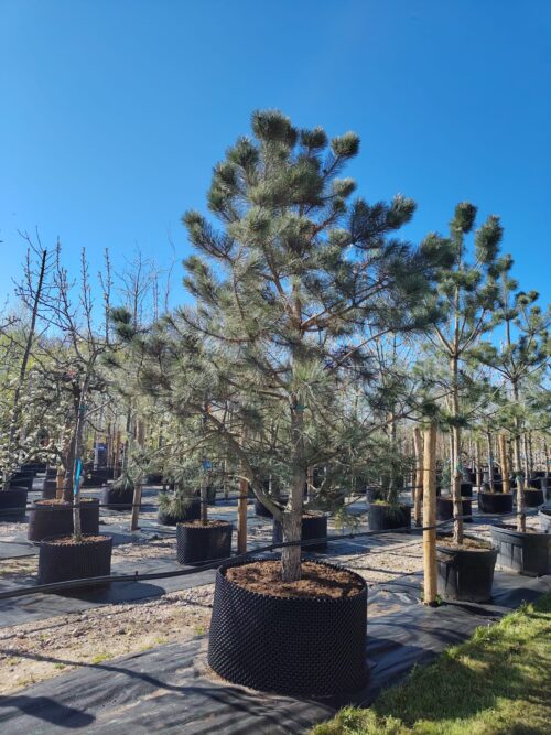 Zwarte den | Laagstam