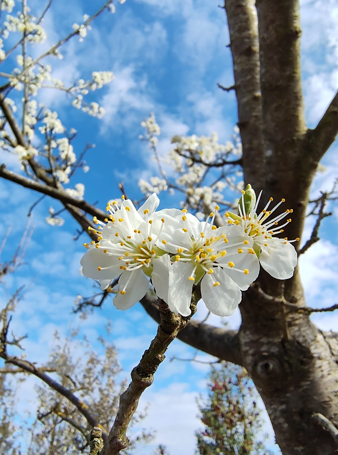 Pruimenboom 'Victoria' | Hoogstam