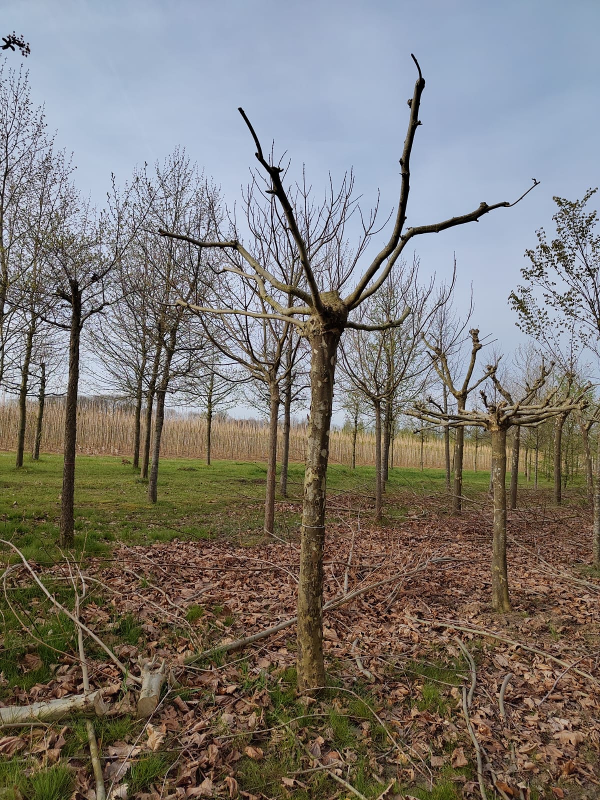 Plataan | Dakvorm karakterboom