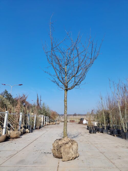 Japanse sierkers 'Kanzan' | Hoogstam