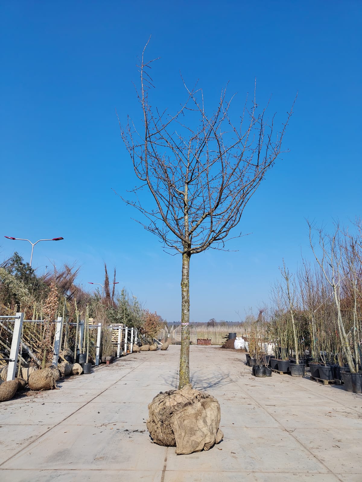 Japanse sierkers 'Kanzan' | Hoogstam