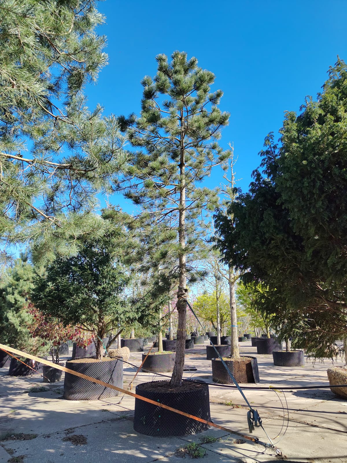 Zwarte den | Hoogstam