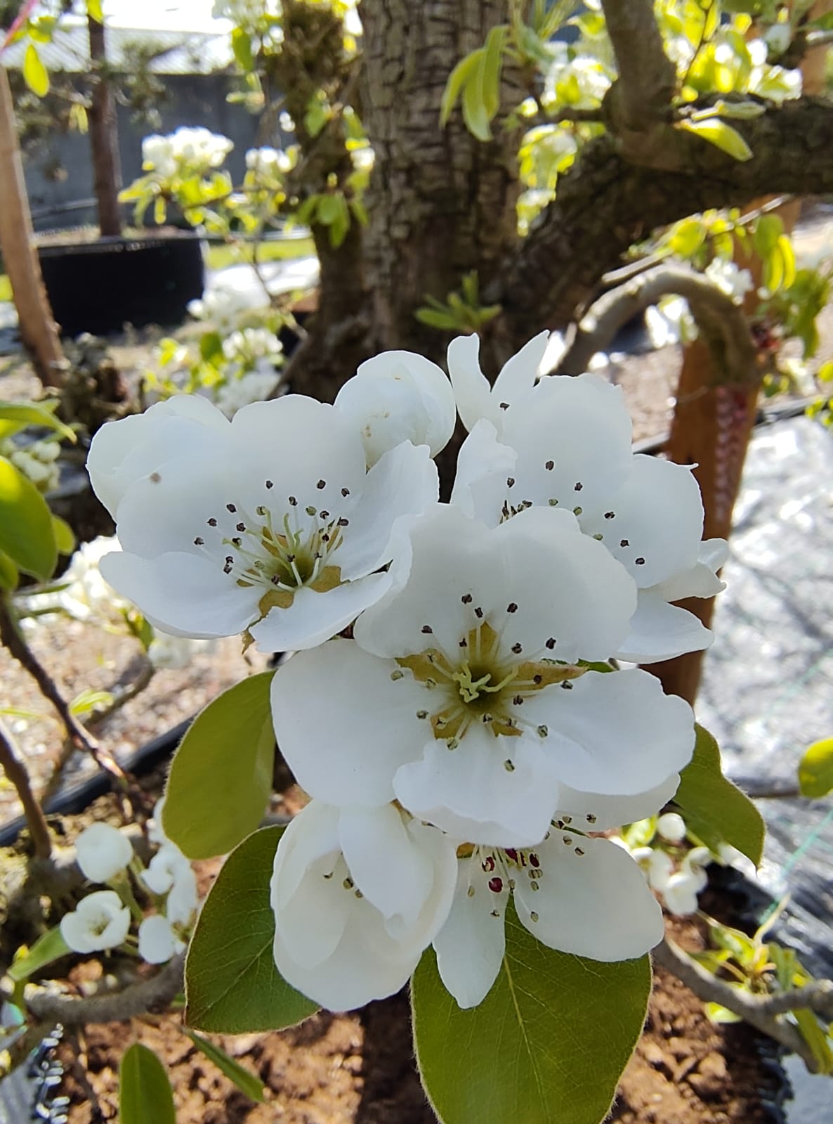 Perenboom Triomphe de Vienne | Laagstam