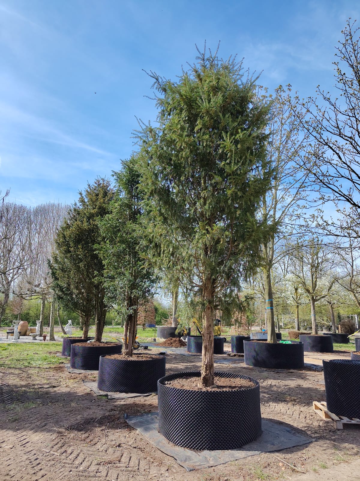 Taxus | Halfstam Solitair