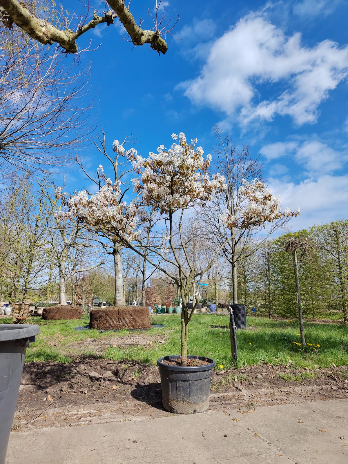 Amerikaans Krentenboompje | Karakterboom
