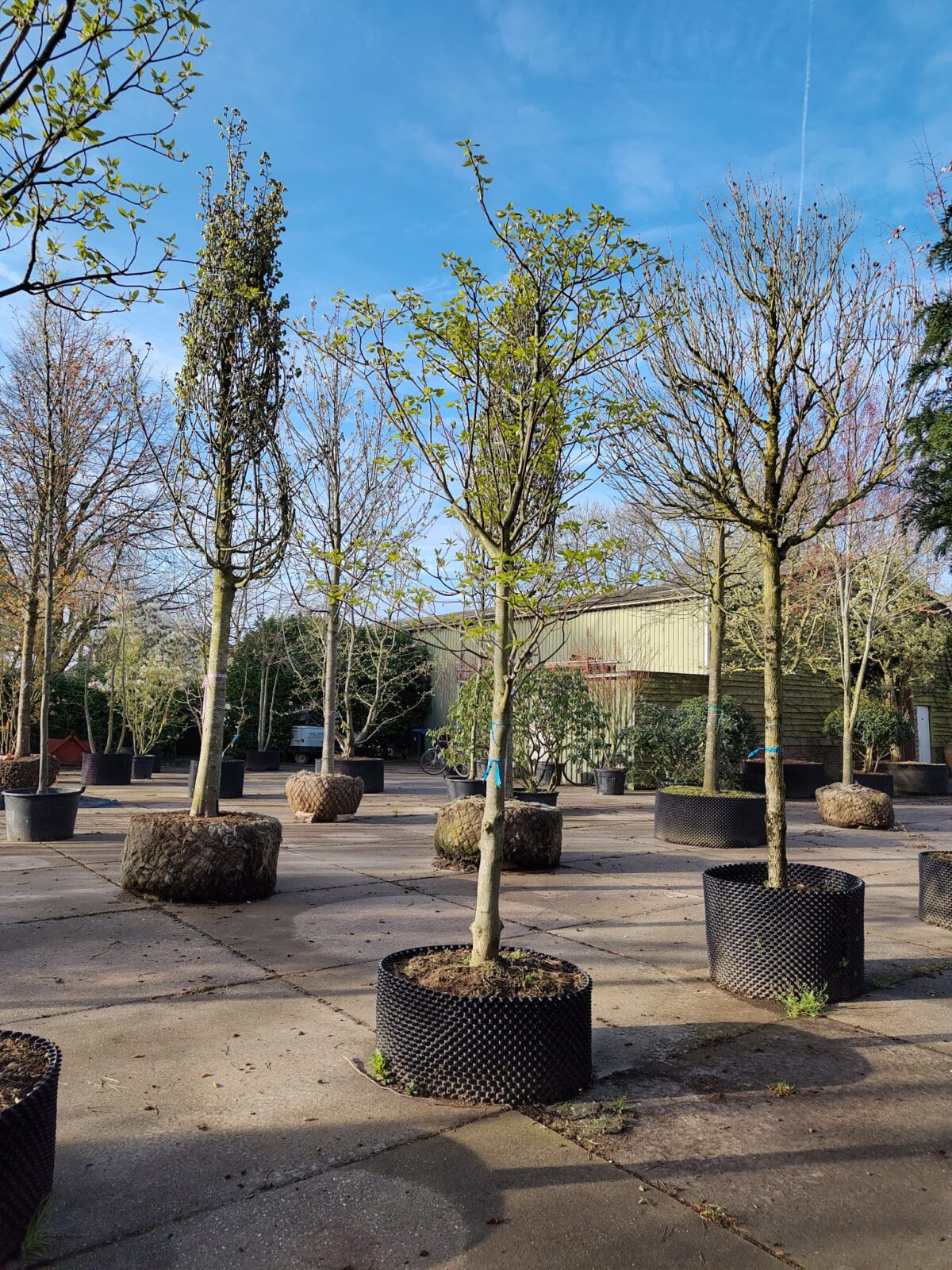 Reuzenkornoelje | Halfstam