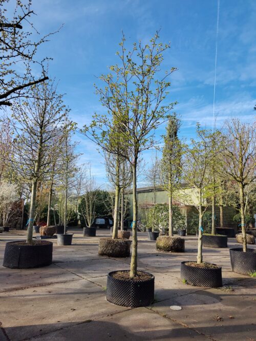 Reuzenkornoelje | Hoogstam