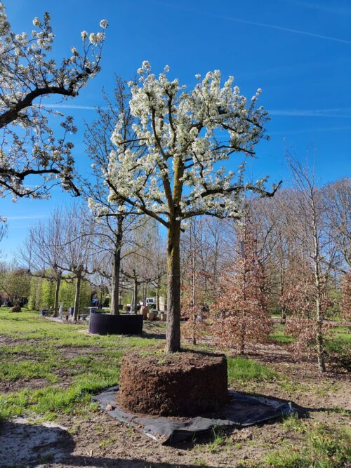 Perenboom Bonne Louise d'Avranches | Hoogstam