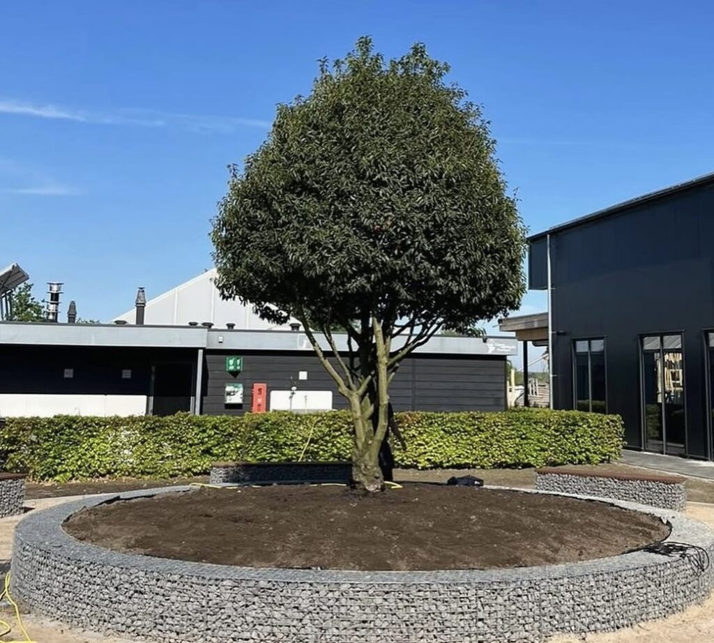 Aanplant groenblijvende Portugese Laurier