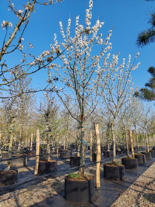 Kers kordia 40cm 2 Kersenboom 'Kordia' | Hoogstam