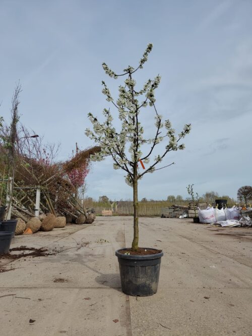 Kordia halfstam Kersenboom 'Kordia' | Halfstam