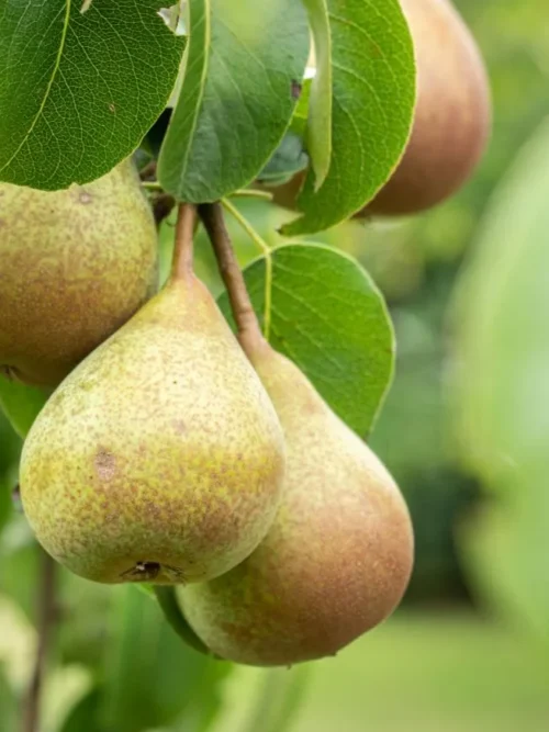 Perenboom 'Gieser wildeman' | Hoogstam