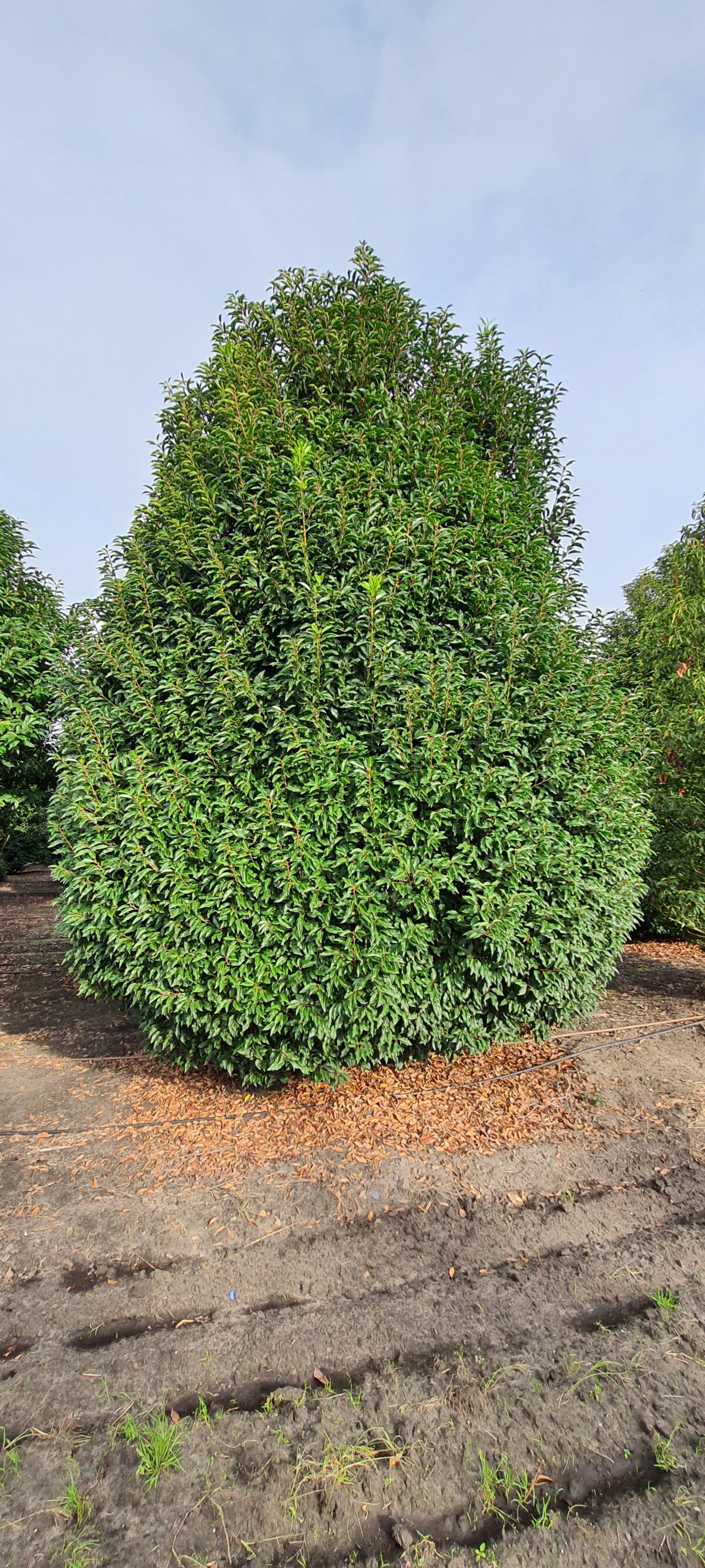 Portugese laurierkers | Solitaire struik