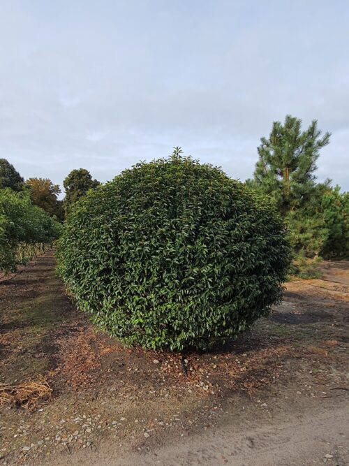 Prunus lusitanica Augustifolia bol 250cm Portugese laurierkers | Bol
