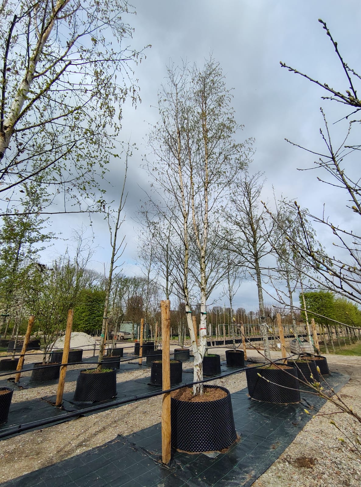 Ruwe berk | Halfstam