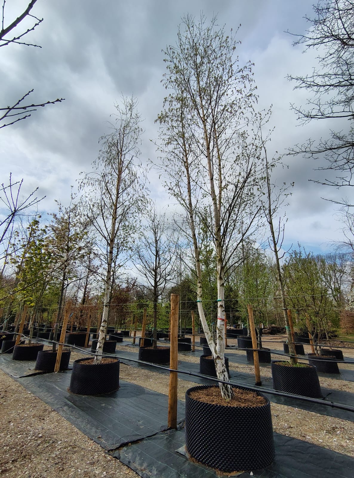 Ruwe berk | Halfstam