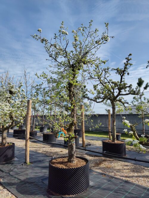 Saint remy Perenboom Saint Rémy | Laagstam