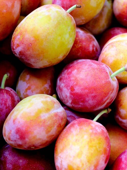 Pruimenboom 'Victoria' | Hoogstam