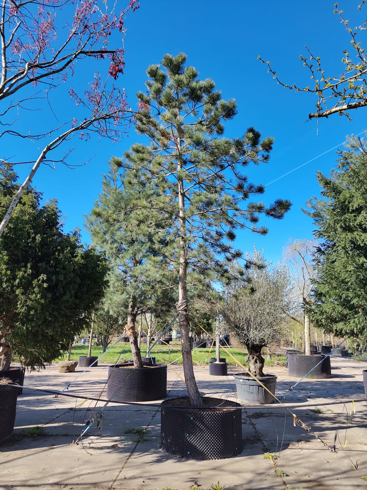 Zwarte den | Hoogstam