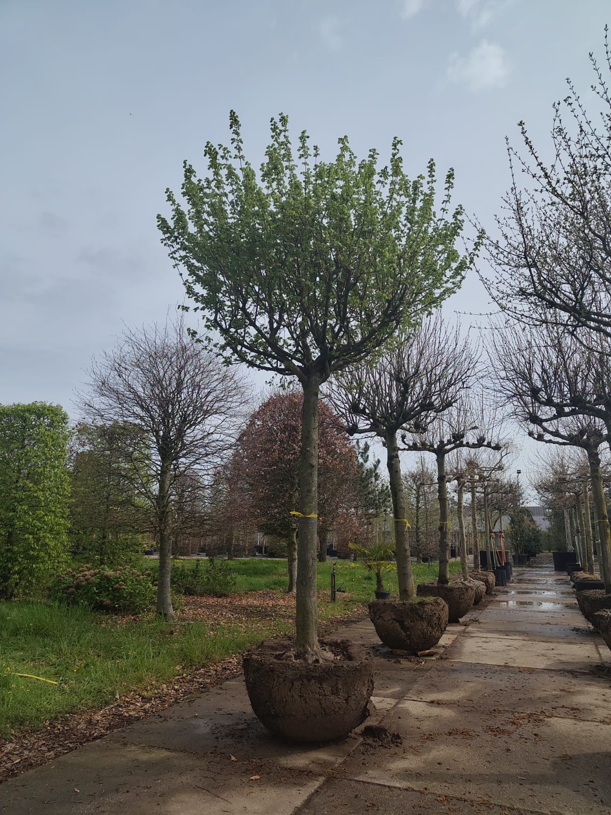 Veldesdoorn | Dakvorm