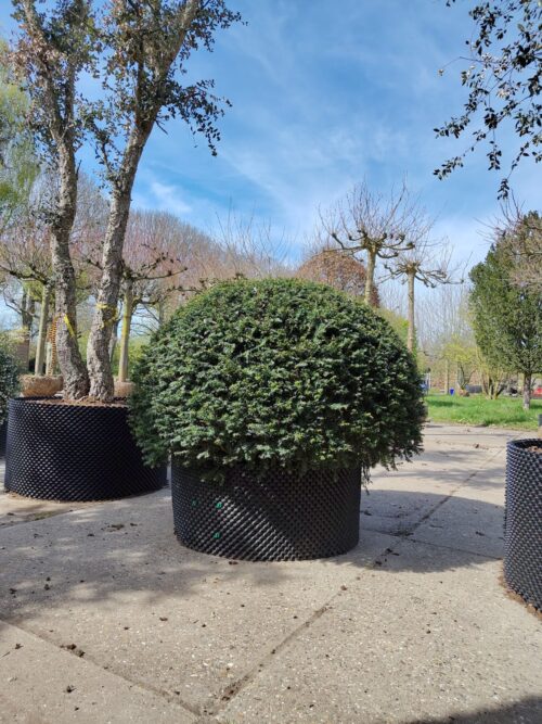 Taxus | Bolvorm