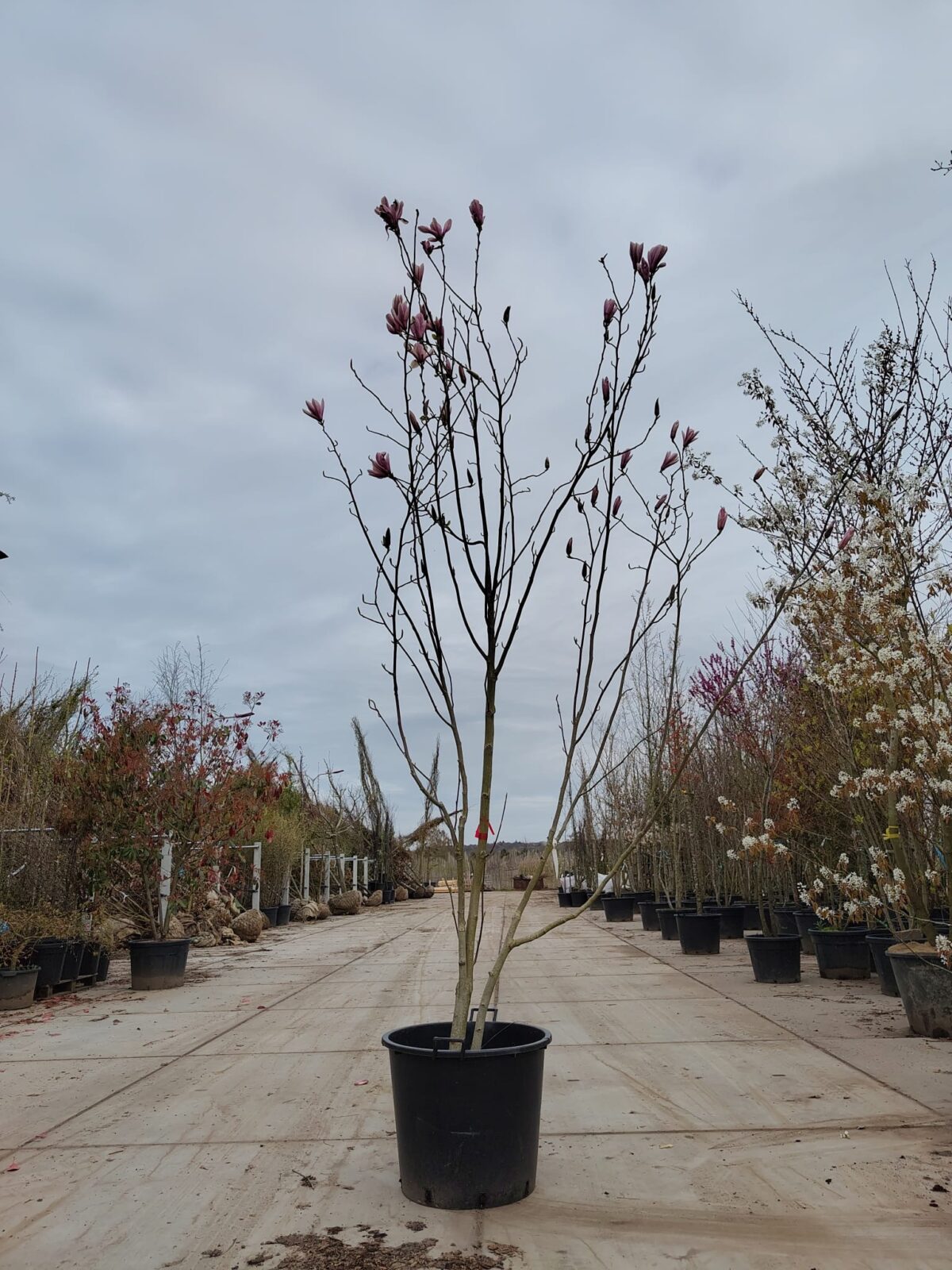 Magnolia 'Heaven scent' | Meerstammig