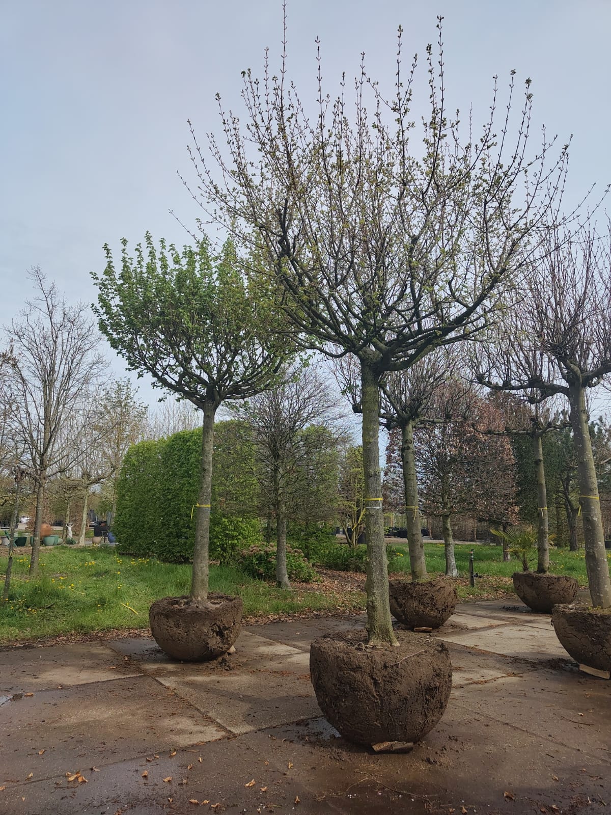 Veldesdoorn | Dakvorm