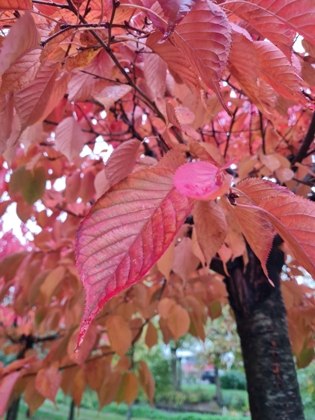 Japanse sierkers 'Sargent' | Op stam