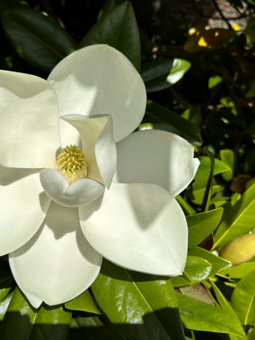 Japanse magnolia | Hoogstam