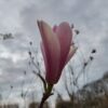 Magnolia 'Heaven scent' | Meerstammig