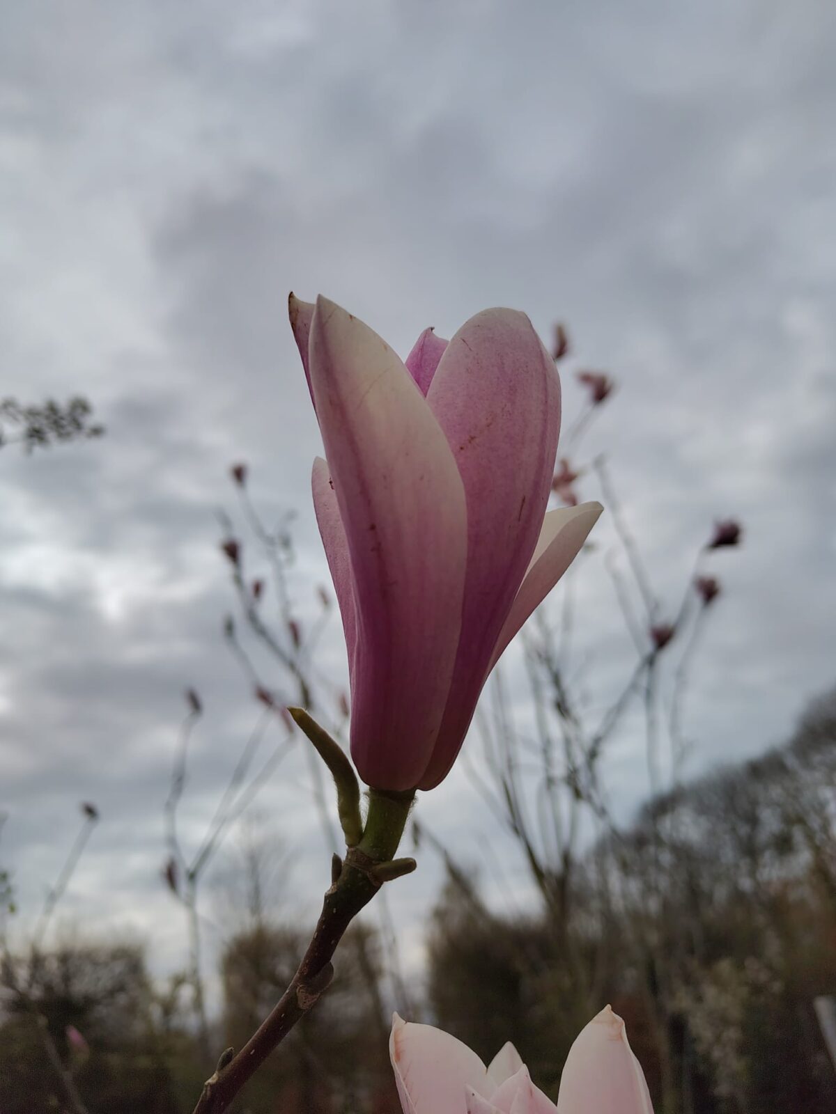 Magnolia 'Heaven scent' | Meerstammig