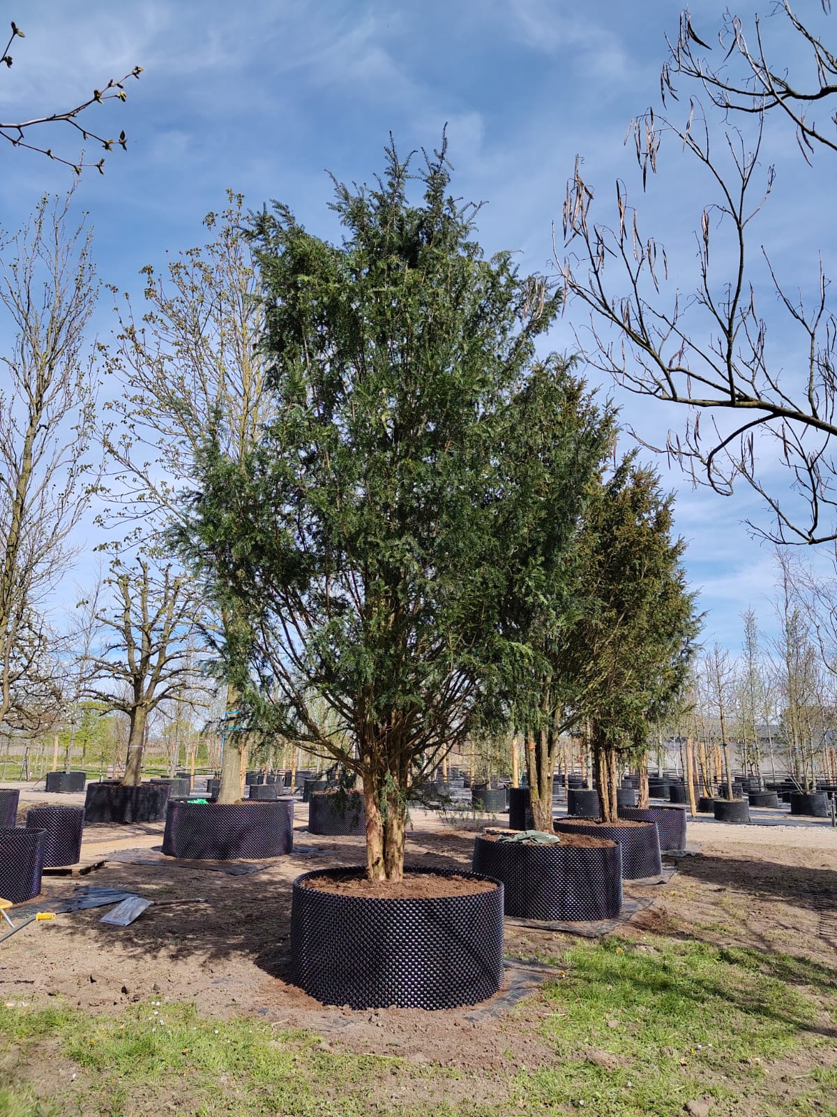 Taxus | Halfstam Solitair