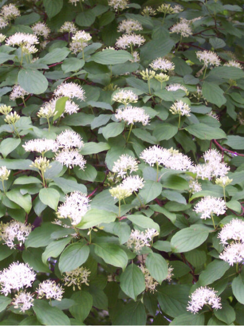 Gele kornoelje | Hoogstam