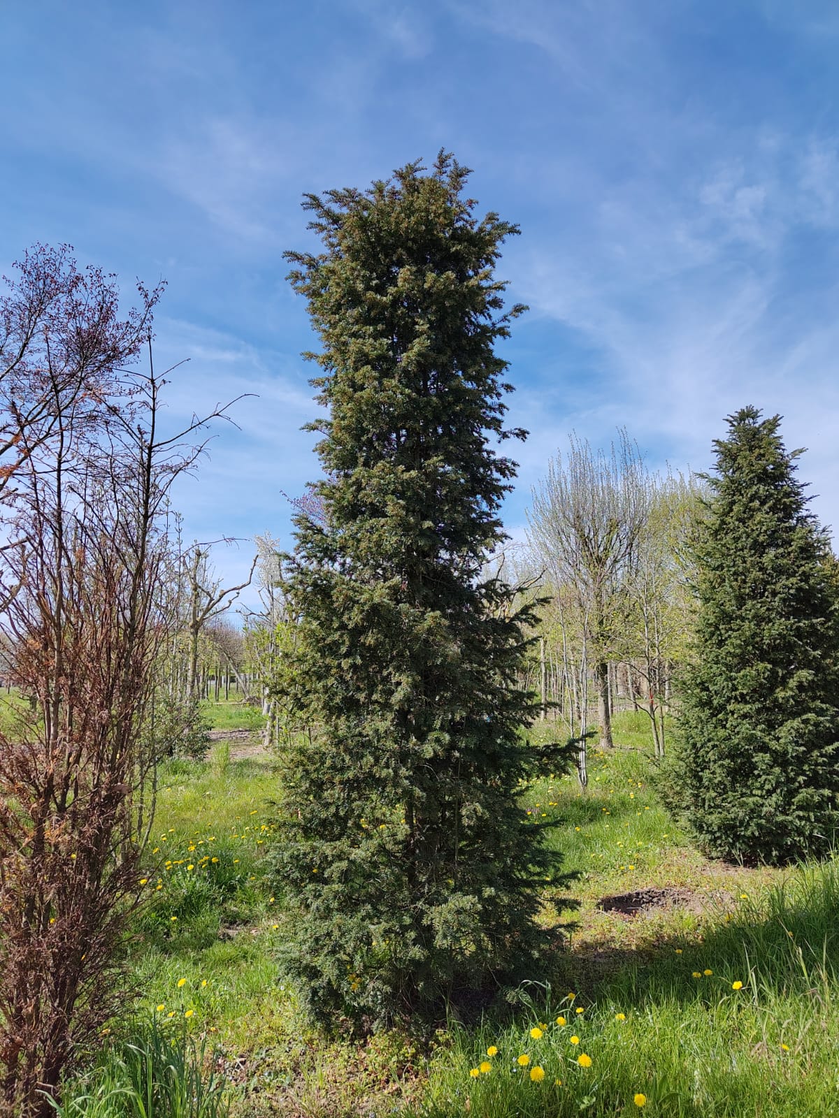 Taxus | Haagplant