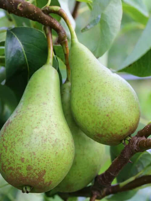 Perenboom 'Gieser wildeman' | Hoogstam