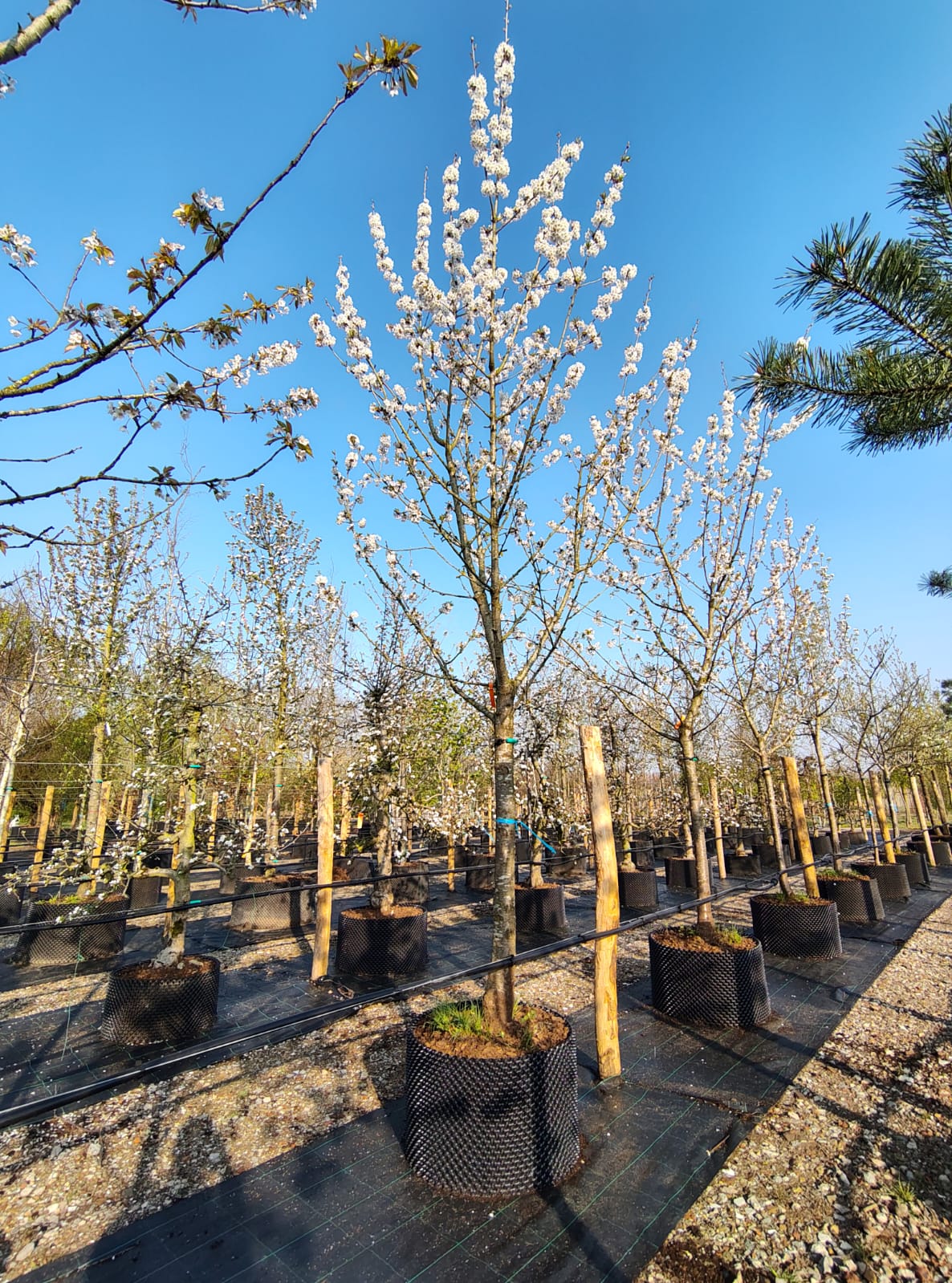 Kersenboom 'Kordia' | Hoogstam