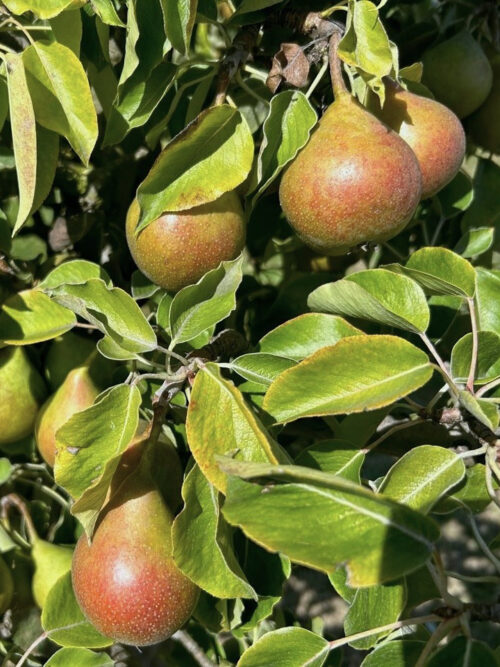 Perenboom 'Gieser wildeman' | Hoogstam