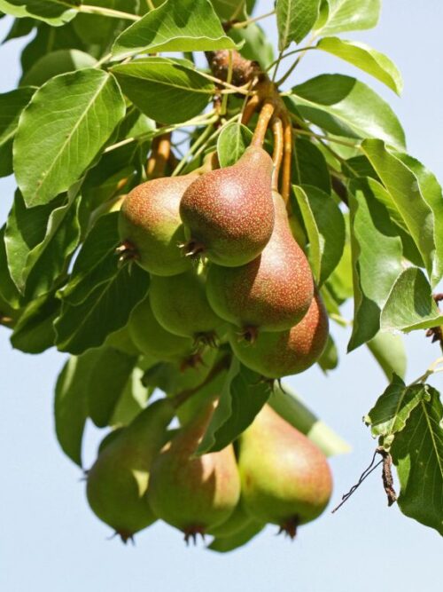 Perenboom 'Gieser wildeman' | Hoogstam