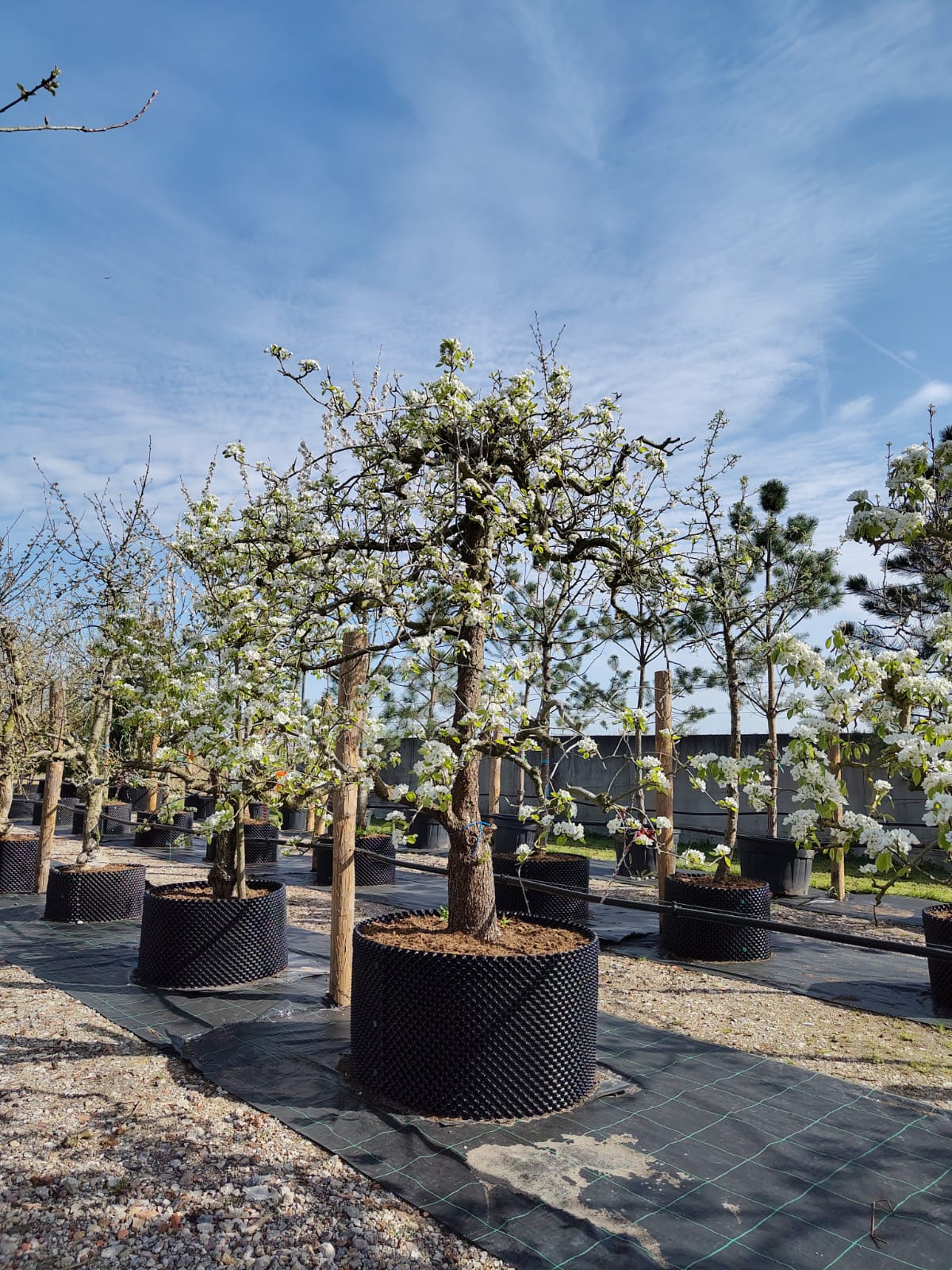 Perenboom Triomphe de Vienne | Laagstam